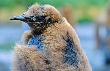 Face of a King Penguin (Aptenodytes patagonicus) chick with its brownish plumage . Salisbury Plain, South Georgia, Subantarctic