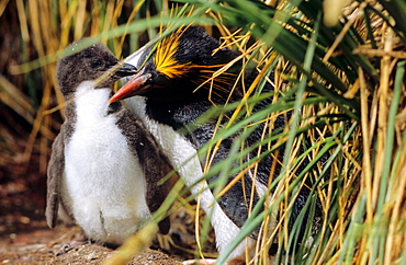 Adult Macaroni Penguin (Eudyptes chrysolophus) with chick below tussock grass. Cooper Bay, South Georgia, Subantarctic