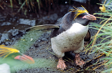 Adult Macaroni Penguins (Eudyptes chrysolophus) walking among tussock grass. Cooper Bay, South Georgia, Subantarctic