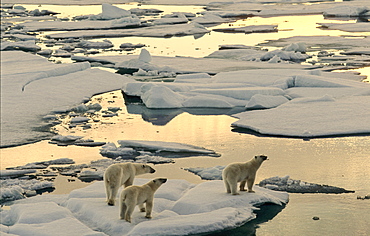 Female Polar Bear (Ursus maritimus) accompanied by two cubs, hungry and curious, walking on melting pack ice in the early morning sun.  South of Nordaustlandet, Svalbard Archipelago, High Norwegian Arctic