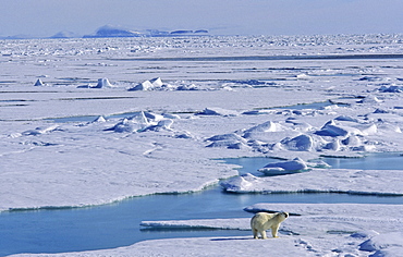 A well fed Polar Bear (Ursus maritimus) standing on melting pack ice, looking curiously, in the background a mountain silhouette .  Northwest of Nordaustlandet, Svalbard Archipelago, High Norwegian Arctic