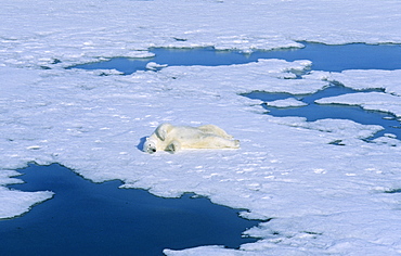 Polar Bear (Ursus maritimus) rolling on the snow for cleaning its fur.  Northwest of Nordaustlandet, Svalbard Archipelago, High Norwegian Arctic