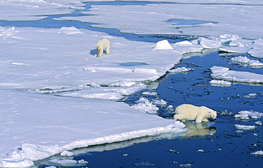 A Polar Bear (Ursus maritimus) gets followed by another bear .  Northwest of Nordaustlandet, Svalbard Archipelago, High Norwegian Arctic