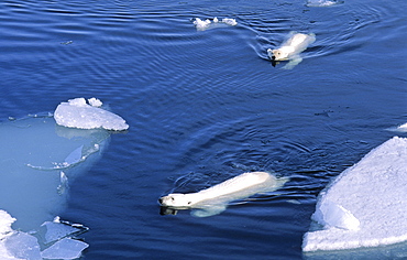 Two Polar Bears (Ursus maritimus) approaching while swimming amongst melting ice floes.  Northwest of Nordaustlandet, Svalbard Archipelago, High Norwegian Arctic