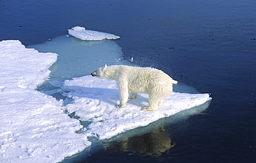 A Polar Bear (Ursus maritimus) shaking its fur after climbing out of the water .  Northwest of Nordaustlandet, Svalbard Archipelago, High Norwegian Arctic