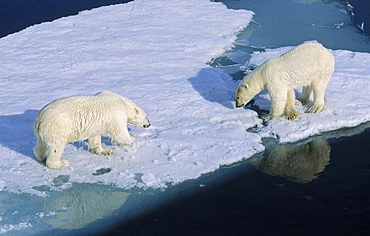 Two Polar Bears (Ursus maritimus) sniffing each other during a close meet up on an ice floe.  Northwest of Nordaustlandet, Svalbard Archipelago, High Norwegian Arctic