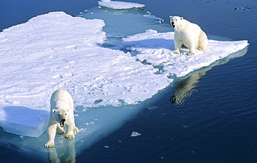 Two Polar Bears (Ursus maritimus) looking with a curious and friendly gesture from a melting ice floe.  Northwest of Nordaustlandet, Svalbard Archipelago, High Norwegian Arctic