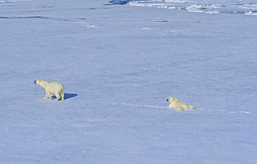 Female Polar Bear (Ursus maritimus) with her tired cup who is lying behind on the ice.  Northwest of Nordaustlandet, Svalbard Archipelago, High Norwegian Arctic