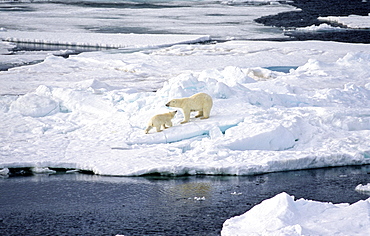 Female Polar Bear (Ursus maritimus) with her one year old cup who want to play .  Southeast of Nordaustlandet, Svalbard Archipelago, High Norwegian Arctic