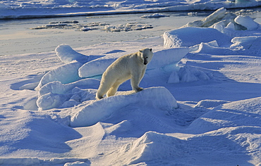 Polar Bear (Ursus maritimus) getting up and stretching his legs.  NordenskiÃ ldbukta, North of Nordaustlandet, Svalbard Archipelago, High Norwegian Arctic