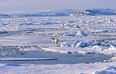 Polar Bear (Ursus maritimus) standing on a huge pack ice field, in the background a mountain silhouette .  NordenskiÃ ldbukta, North of Nordaustlandet, Svalbard Archipelago, High Norwegian Arctic