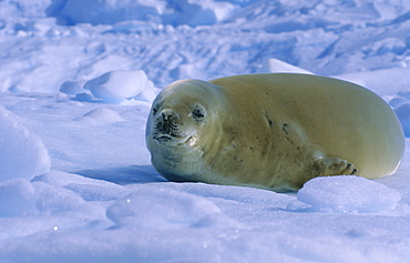 Crabeater Seal (Lobodon Carcinophaga) lying asleep on an ice floe.  Danco Island, Antarctic Peninsula, Antarctica.