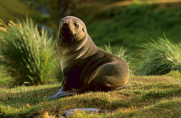 Antarctic Fur Seal (Balaenoptera Musculus) sitting in between tussock grass.  Grytviken, South Georgia, Subantarctic, Southern Ocean.