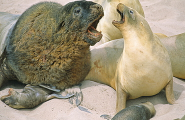 Big male Hookerís Sea Lion (Phocarctos Hookeri) checking out its next mate. Sandy Bay, Auckland Island, Subantarctic New Zealand.