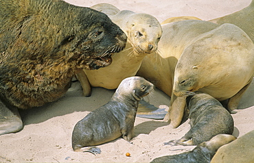 Big male Hookerís Sea Lion (Phocarctos Hookeri) checking out its next mate. Sandy Bay, Auckland Island, Subantarctic New Zealand.