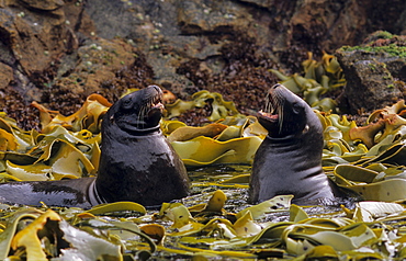 Two young male Hooker’s Sea Lions (Phocarctos Hookeri) play fight. Snares Island, Subantarctic New Zealand.   (RR)