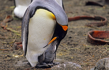 King Penguin (Aptenodytes Patagonicus) feeding its hungry chick. Sandy Bay, Macquarie Island, Subantarctic Australia