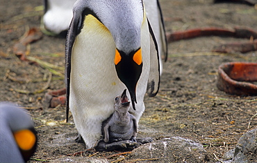 King Penguin (Aptenodytes Patagonicus) feeding its hungry chick. Sandy Bay, Macquarie Island, Subantarctic Australia.