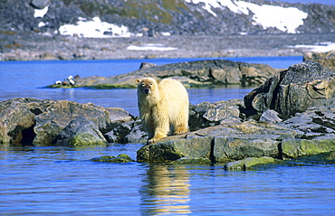  'Dirty' face Polar Bear (Ursus Maritimus) standing on rocks.  Hamilton bay, Raudfjord, Svalbard, High Norwegian Arctic.