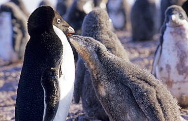 Adult Adelie Penguin (Pygoscelis Adeliae) feeding its chick. Cape Bird, Ross Sea, Antarctica.