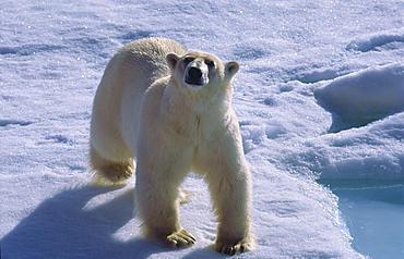 Polar bear (Ursus maritimus) walking on drift ice and looking towards camera. North of Nordaustlandet, Svalbard Archipelago, High Norwegian Arctic.