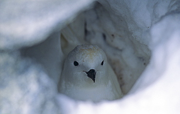 Nesting Snow Petrel (Pagodroma Nivea). Commonwealth Bay, East Antarctica.