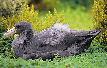 Young Northern Giant Petrel (Macronectes Halli). Sandy Bay, Auckland Island, Subantarctic New Zealand.