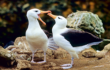 Wandering Albatross (Diomedea Exulans) courting.  Prion Island, South Georgia, Subantarctic, Southern Ocean.