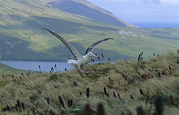 Southern Royal Albatross (Diomedea Epomophora) take off. Campbell Island, Subantarctic New Zealand.   (RR)