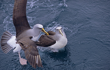 Salvin’s Albatross (Diomedea Cauta Salvini) landing on a water surface. Snares Island, Subantarctic New Zealand.