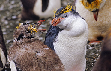 Moulting and still fighting Royal Penguins (Eudyptes Schlegeli). Sandy Bay, Macquarie Island, Subantarctic Australia.