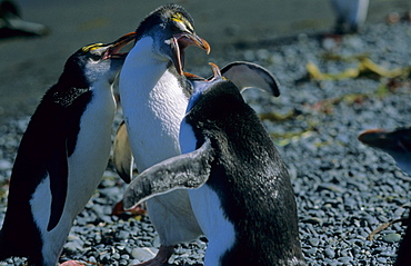 Fighting young Royal Penguins (Eudyptes Schlegeli). Sandy Bay, Macquarie Island, Subantarctic Australia.