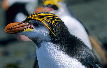 Adult Royal Penguin (Eudyptes Schlegeli). Sandy Bay, Macquarie Island, Subantarctic Australia 