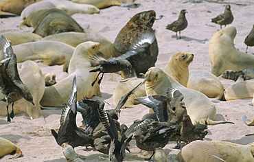 South Polar Skuas (Catharacta Maccormicki) patrolling a colony of Hooker’s Sea Lions (Phocarctos Hookeri). Sandy Bay, Auckland Island, Subantarctic New Zealand.