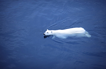 Swimming Polar Bear (Ursus Maritimus). Olga Street, Svalbard, High Norwegian Arctic.