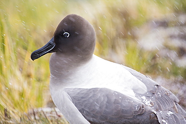 A  Light Mantled Albatross, or Light Mantled Sooty Albatross, Phoebetria palpebrata, on South Georgia, on nesting cliffs at Grytviken.