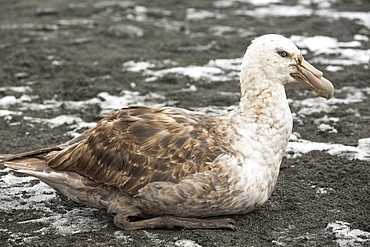 A Southern Giant Petrel, Macronectes giganteus, on the beach at Gold Harbour, South Georgia, Southern Ocean.