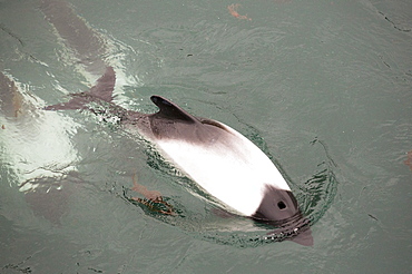 Commerson's Dolphin (Cephalorhynchus commersonii) swimming round a ship off the Falkland Islands.