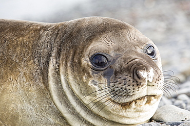 Southern Elephant Seal; Mirounga leonina, on Prion Island, South Georgia, Antarctica.