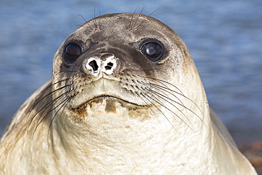 Southern Elephant Seal; Mirounga leonina, on Prion Island, South Georgia, Antarctica.