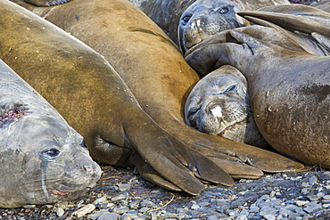 Southern Elephant Seal; Mirounga leonina, on Prion Island, South Georgia, Antarctica.