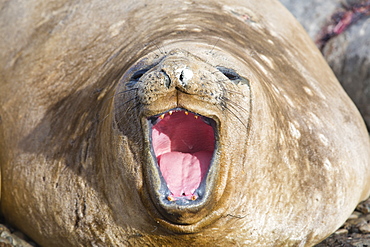 Southern Elephant Seal; Mirounga leonina, on Prion Island, South Georgia, Antarctica, yawning,