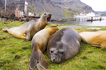 Southern Elephant Seal; Mirounga leonina, in Grytviken South Georgia, Antarctica, with an old whaling ship behind.