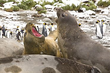 Large bull Southern Elephant Seal; Mirounga leonina, fighting at Gold Harbour, South Georgia, Antarctica, in a King Penguin colony.