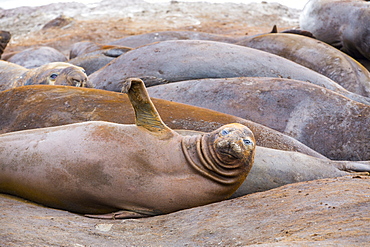 Southern Elephant Seals; Mirounga leonina, at Hannah Point, on livingston Island in the South Shetland Islands off the Antarctica Peninsular.