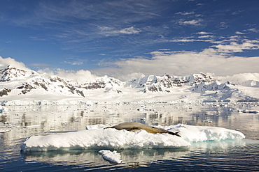 A Leopard Seal (Hydrurga leptonyx) hauled out on floe ice in the Gerlache Strait,Antarctica