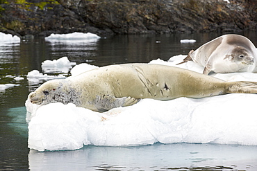 Crabeater Seal, Lobodon carcinophaga on an iceberg in Paradise Bay, Antarctica. 