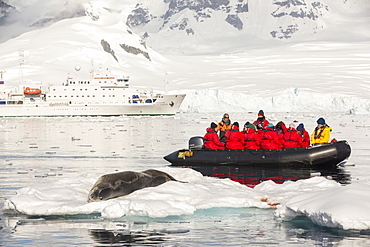 A Leopard Seal (Hydrurga leptonyx) hauled out on an iceberg in the Drygalski Fjord, Antarctic Peninsular,