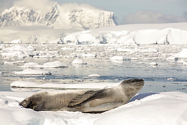 A Leopard Seal (Hydrurga leptonyx) hauled out on an iceberg in the Drygalski Fjord, Antarctic Peninsular.