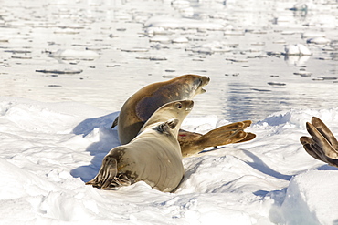 Crabeater Seal, Lobodon carcinophaga on an iceberg in Drygalski Fjord, Antarctica.